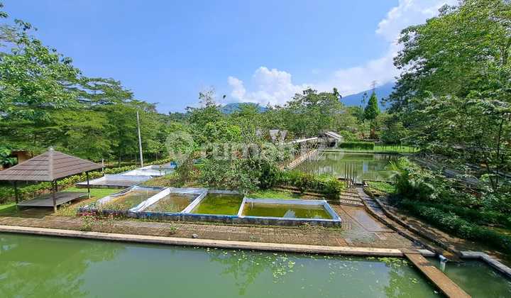 Land for Sale at Reduced Price: Beautiful and Affordable Ex-Villa Resort in Cicurug Sukabumi, Near Toll Exit. Located at Jl. Bangbayang No. 35, Bangbayang, Cicurug, Sukabumi, West Java, Indonesia, 43359, Cicurug. Land for Sale at Reduced Price: Beautiful and Affordable Ex-Villa Resort in Cicurug Sukabumi, Near Toll Exit. Located at Jl. Bangbayang No. 35, Bangbayang, Cicurug, Sukabumi, West Java, Indonesia, 43359, Cicurug.