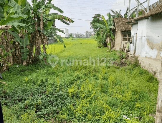 Tanah Sawah 549M2 di Jambidan Banguntapan Cocok untuk Investasi Tanah Sawah 549M2 di Jambidan Banguntapan Cocok untuk Investasi