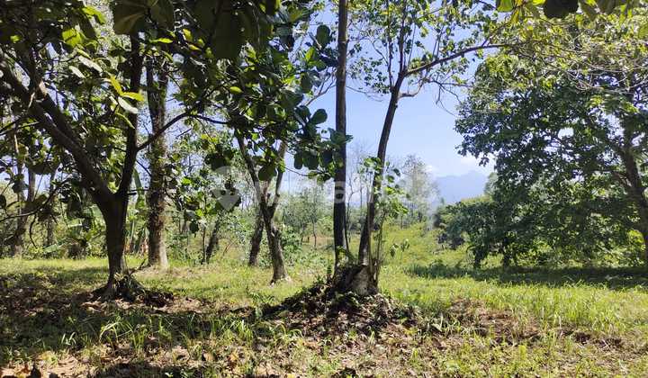 Kavlin Bukit Golf Hijau