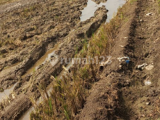 Strategic Rice Field Land and Close to the Highway