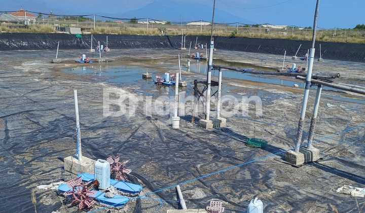 Tambak Udang 10 Ha Siap Beroperasi di Situbondo