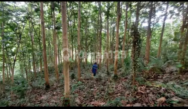 Tanah Kebun Jati, di Lamboo, Konawe Selatan Tanah Kebun Jati, di Lamboo, Konawe Selatan