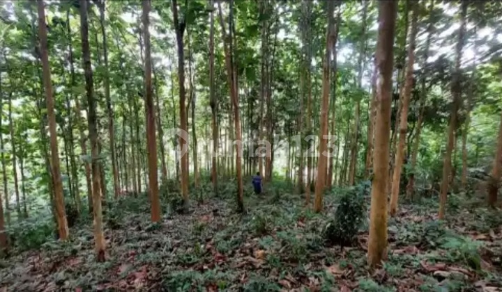 Tanah Kebun Jati, di Lamboo, Konawe Selatan Tanah Kebun Jati, di Lamboo, Konawe Selatan