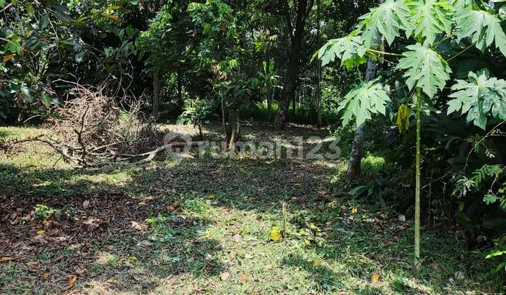 Ditanah di Perdesaan Ditanah di Perdesaan