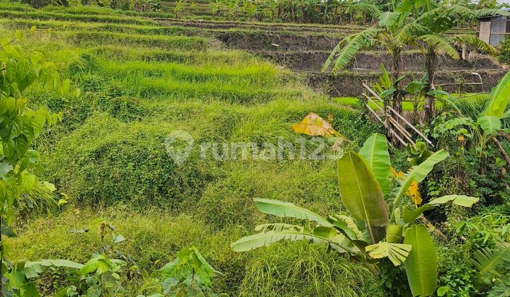 Tanah 1,5 Are Buduk Vieww Sawah Dekat Jalan Utama