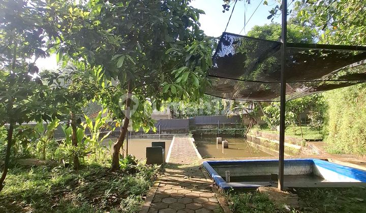 Cheap Land Plus Fishpond in Bogor Cheap Land Plus Fishpond in Bogor