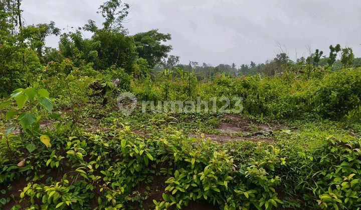 Dense Ready-to-Use Land Near KRL in Tenjo Bogor