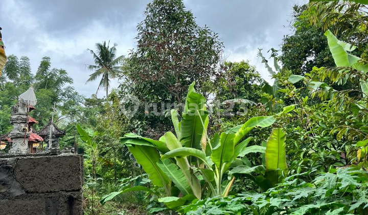 Dijual Murah Tanah di Singaraja Buleleng Bali Dijual Murah Tanah di Singaraja Buleleng Bali