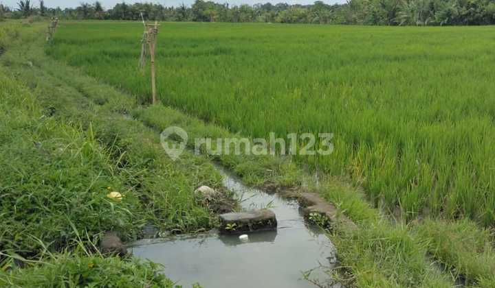 *✅ di Jual Tanah Sawah Produktif ✅**Lokasi Kaba-Kaba**Luas Tanah 2050 M2*