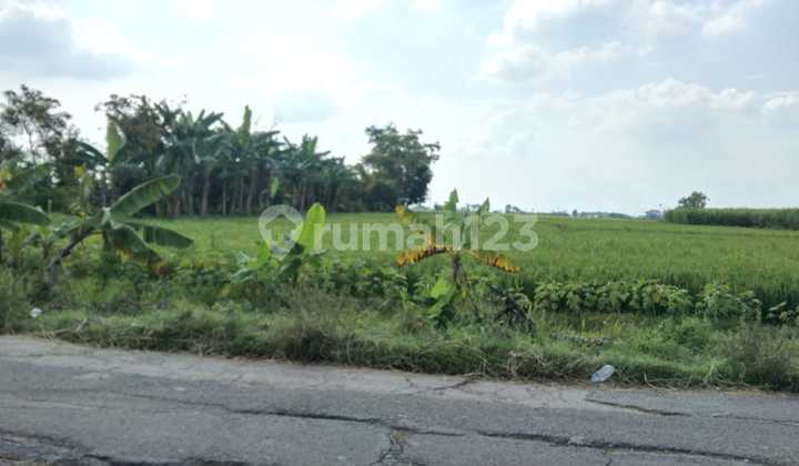 Dijual Tanah Pirin Kedungpring Lamongan Jawa Timur Dijual Tanah Pirin Kedungpring Lamongan Jawa Timur