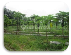 Tanah Kosong Murah Aset Bsi di Musi Rawas, Sumut Tanah Kosong Murah Aset Bsi di Musi Rawas, Sumut