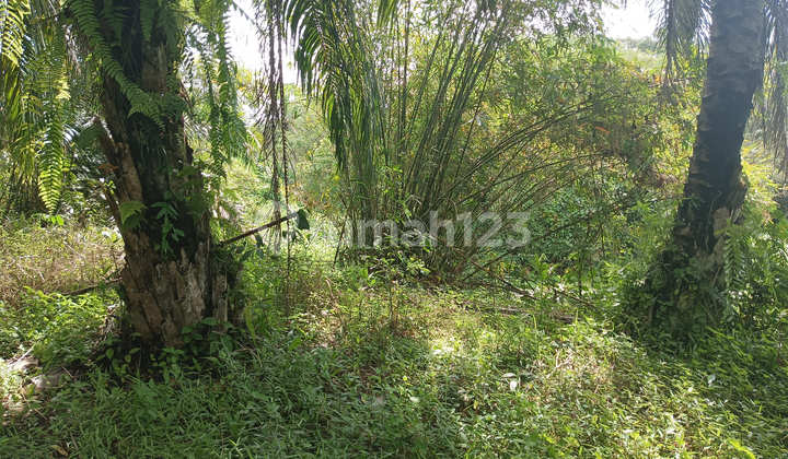 Tanah Kebun di Samuntai Desa Samuntai Kecamatan Long Ikis Paser Provinsi Kalimantan Tanah Kebun di Samuntai Desa Samuntai Kecamatan Long Ikis Paser Provinsi Kalimantan