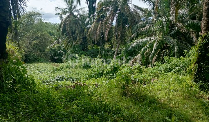 Tanah Kebun di Samuntai Desa Samuntai Kecamatan Long Ikis Paser Provinsi Kalimantan Tanah Kebun di Samuntai Desa Samuntai Kecamatan Long Ikis Paser Provinsi Kalimantan
