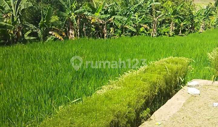 Di Jual Cepat Lahan View Bagusdi Jonggol Bogor Di Jual Cepat Lahan View Bagusdi Jonggol Bogor