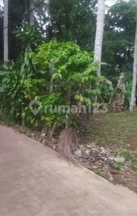 Di Jual Cepat Kebun Buah di Jonggol Bogor Di Jual Cepat Kebun Buah di Jonggol Bogor