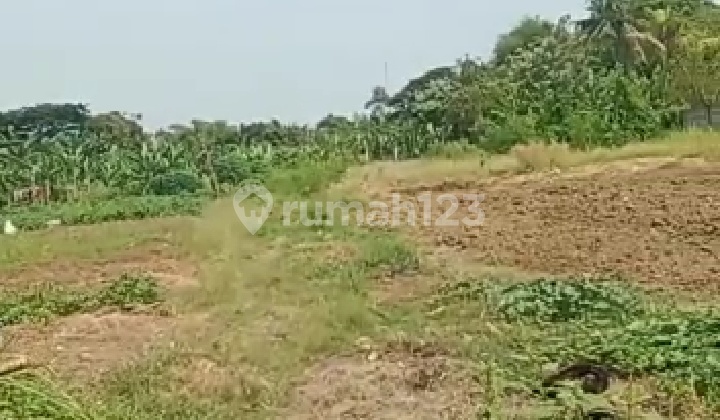 Tanah 5650 M2 di Desa Suka Raya, Kec. Karangbahagia, Bekasi 2