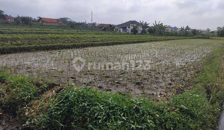 Paddy field on Jl Cijoho-Sindangsari