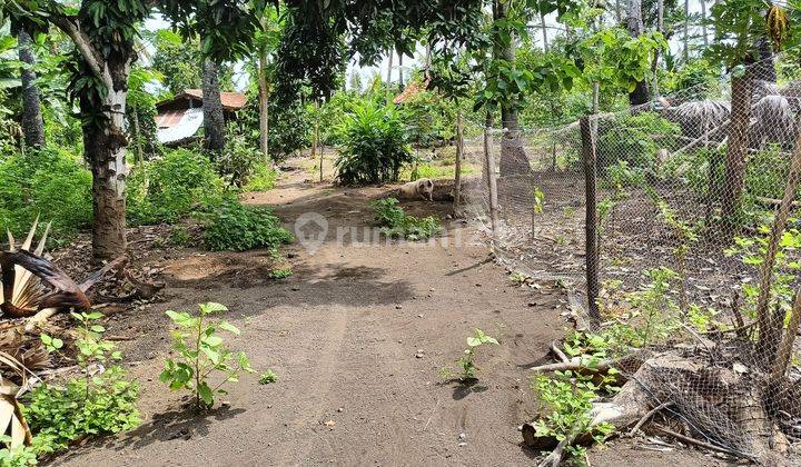 Land For Sale In Karangasem 2