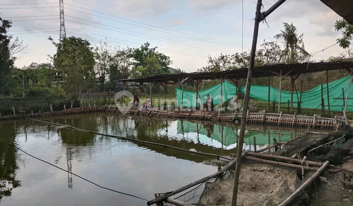 Cultivated Land in Marunda