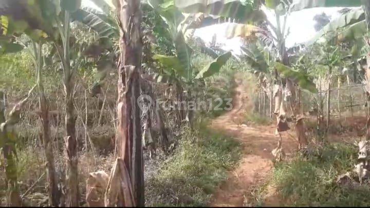 Tanah Kebun 2,48 Hektar Sindanglaya Cicadas Shm Tanah Kebun 2,48 Hektar Sindanglaya Cicadas Shm