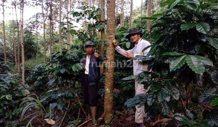 Dijual Tanah 25 Hektar Sudah Ada Kebun Kopi di Sukawening Garut 1