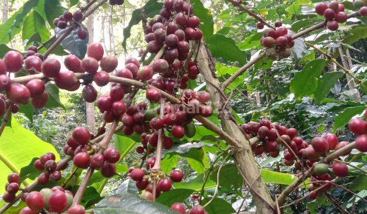 Dijual Tanah 25 Hektar Sudah Ada Kebun Kopi di Sukawening Garut 2