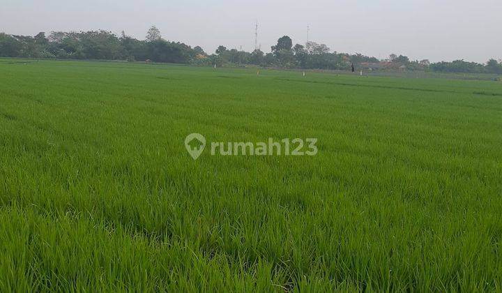 Tanah Sawah Mainroad Di Subang Cocok Untuk Perumahan 2