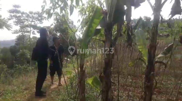 Tanah Kebun 2,48 Hektar Sindanglaya Cicadas Shm 2
