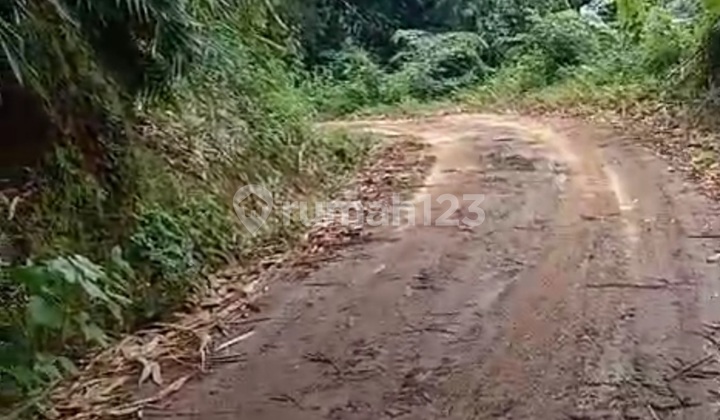 Tanah Murah Di Ciwangi Cipancar Limbangan Garut Tanah Murah Di Ciwangi Cipancar Limbangan Garut