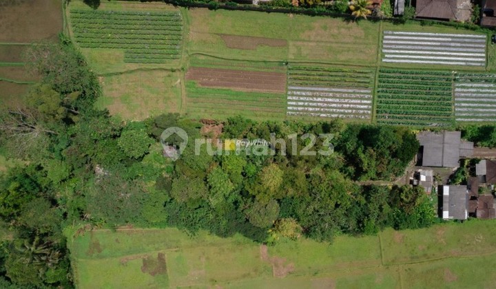 Wide land in Luwus by the roadside Wide land in Luwus by the roadside