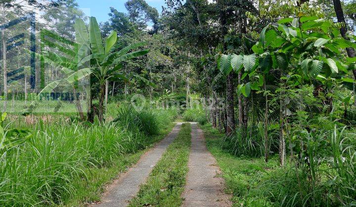 Tanah cocok untuk peternakan di ampel boyolali 2