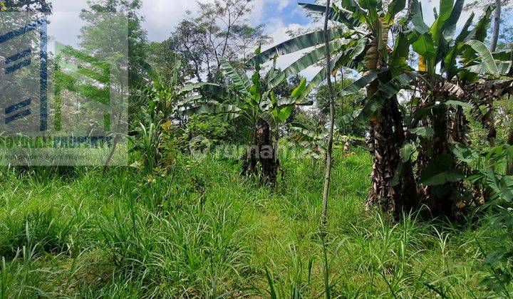 Tanah cocok untuk peternakan di ampel boyolali 3