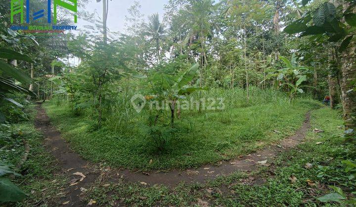 Tanah murah cocok untuk perkebunan atau ternak di ampel boyolali 1