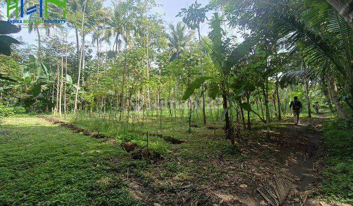 Tanah murah cocok untuk perkebunan atau ternak di ampel boyolali 2