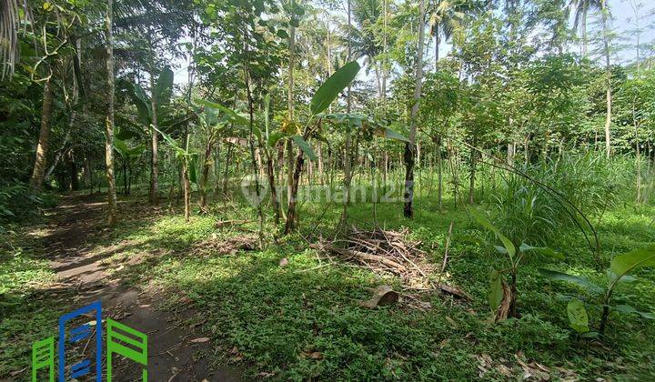 Tanah murah cocok untuk perkebunan atau ternak di ampel boyolali 4