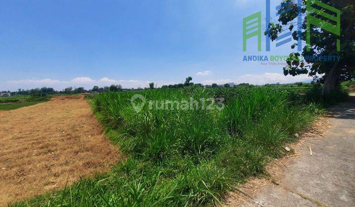 Sawah Murah Belakang Pom Bensin teras Boyolali 2