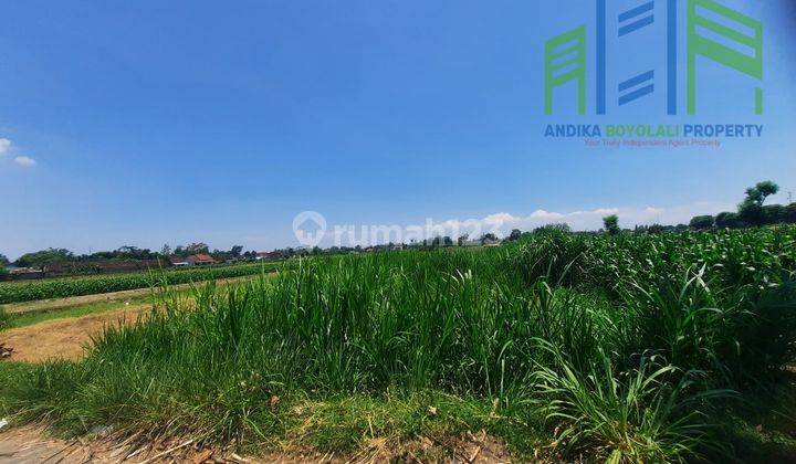 Sawah Murah Belakang Pom Bensin teras Boyolali 2