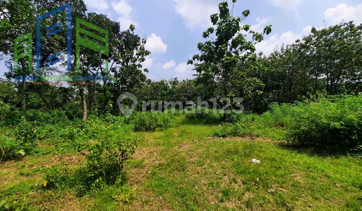 Cheap Land in Mojosongo Boyolali Cheap Land in Mojosongo Boyolali
