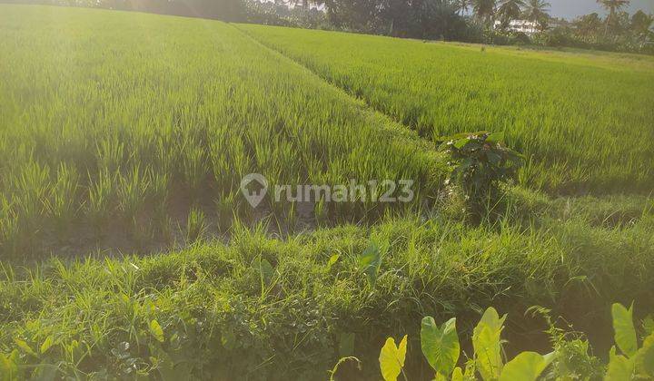 Land for sale 1900m2 Dkt Beach Kedungu Belalang Tabanan  2