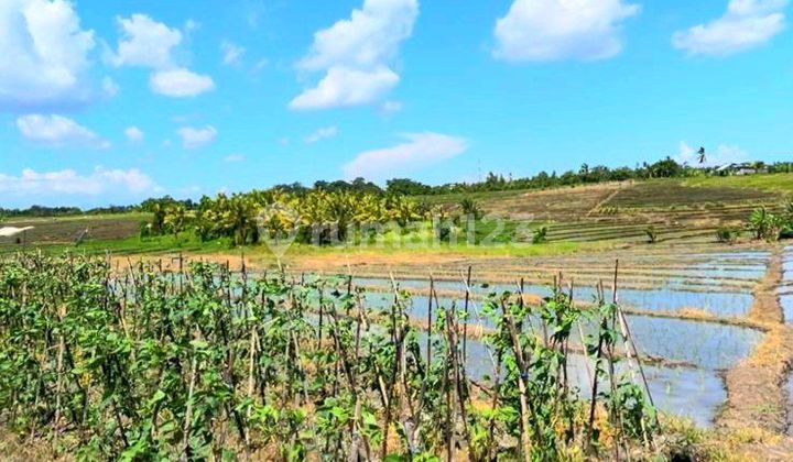 Tanah 45 Are Tibu Biyu Tabanan Dkt Pantai Pasut Tanah 45 Are Tibu Biyu Tabanan Dkt Pantai Pasut