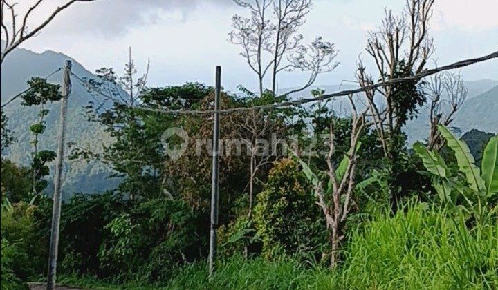 Kebun Alpukat Produktif Area Sukasada Buleleng Bali 1