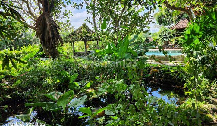 Villa view sawah di Pejeng dekat ke Ubud Gianyar Bali 8