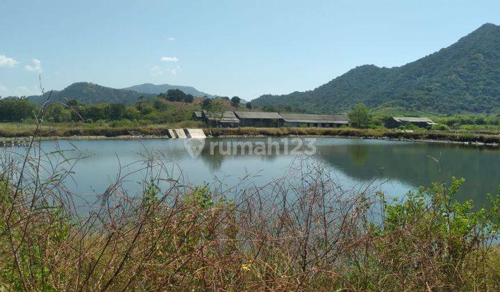 Dijual Tanah Tambak 50 Hektare di Sumbawa Nusa Tenggara Barat 1