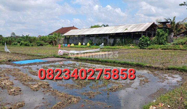 Disewakan Tanah 1800 M2 Area Mengwi Badung Bali  2