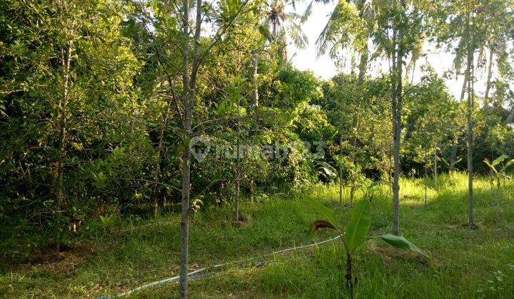 Dijual Kebun Cengkeh Area Kubutambahan Buleleng Bali 1