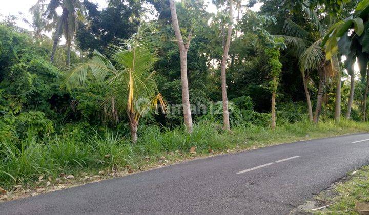 Dijual Kebun Cengkeh Area Kubutambahan Buleleng Bali 2