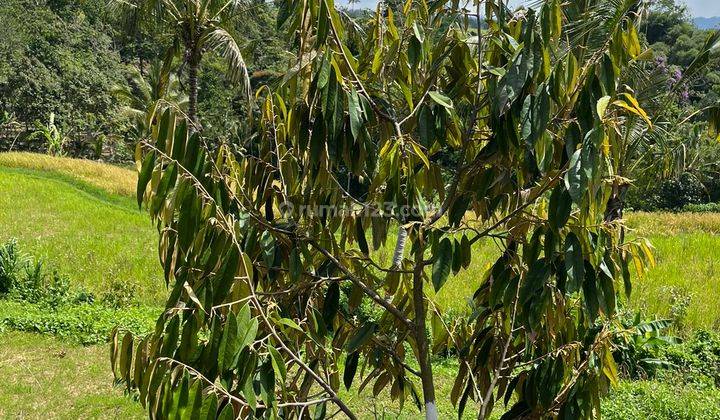 Dijual Tanah di Jatiluwih Penebel Tabanan View Sawah Gunung Laut 2