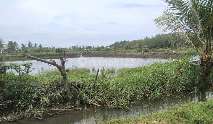 Tanah Untuk Tambak 1,6 Hektare Area Melaya Jembrana Bali  1