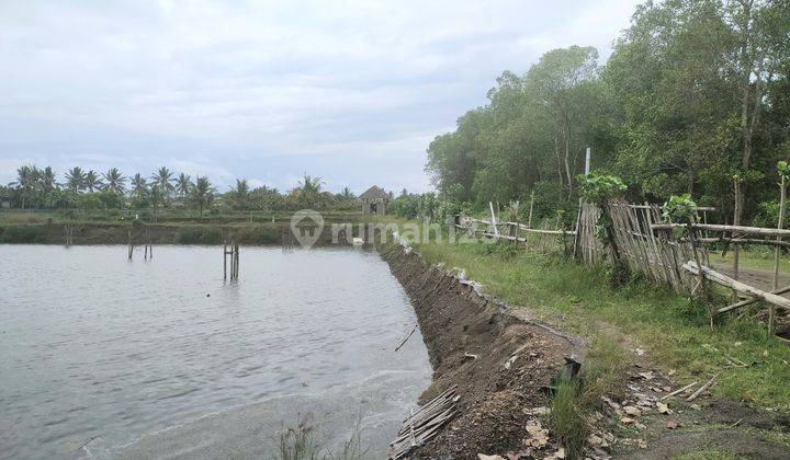 Tanah Untuk Tambak 1,6 Hektare Area Melaya Jembrana Bali  2