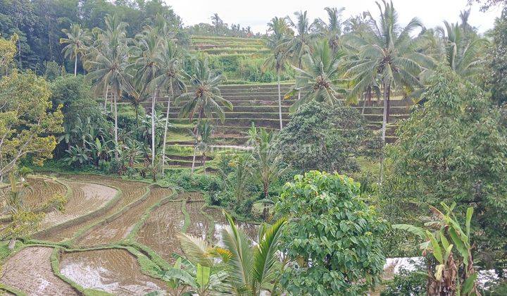 For sale 15 Are of Rice Field View Land in Senganan Penebel Tabanan Bali  1